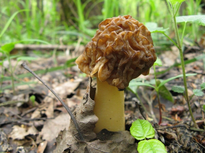 Гриб сморчок съедобный