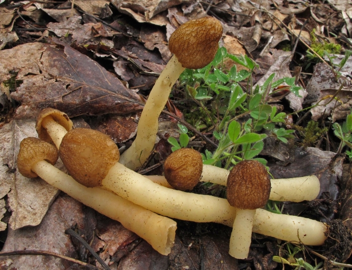 Сморчковая шапочка коническая