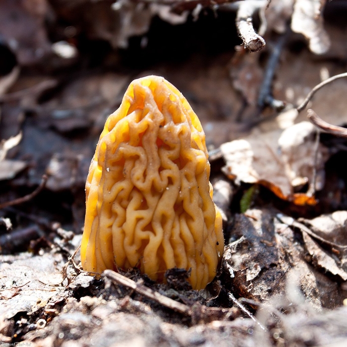 Сморчковая шапочка