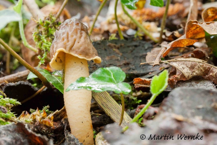 Сморчковая шапочка гриб