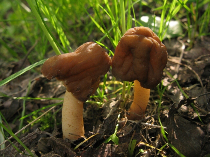 Сморчковая шапочка коническая