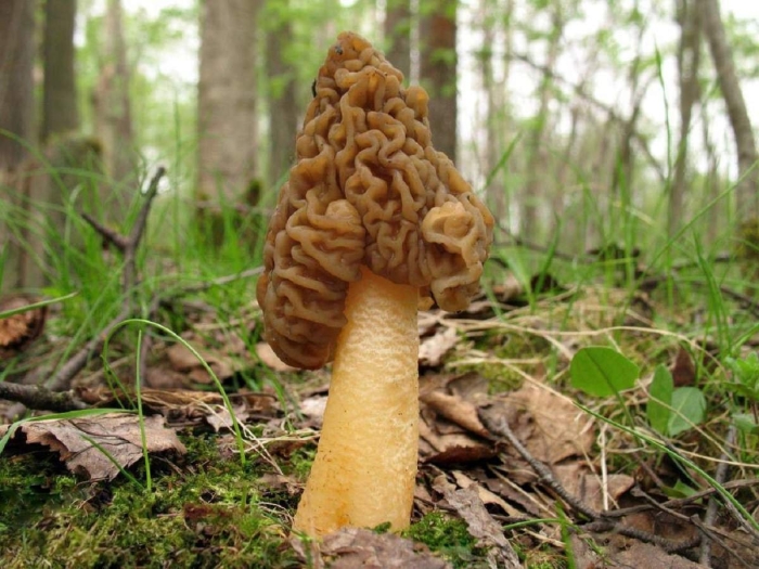 Сморчки и сморчковая шапочка