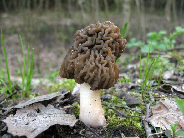 Сморчок луговой