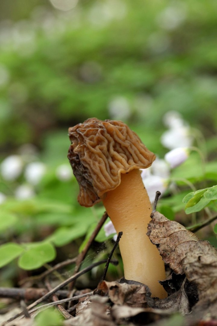 Гриб сморчки