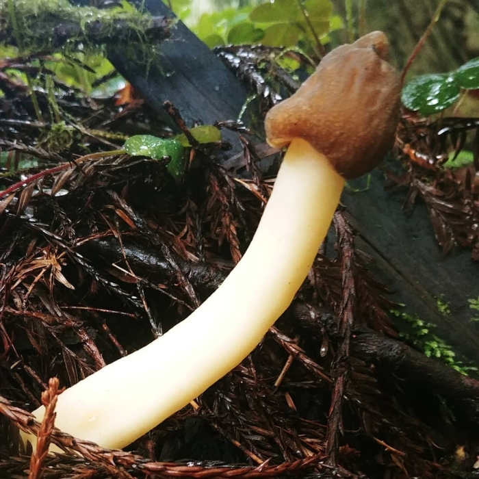 Энтолома сизо-белая (entoloma lividoalbum)