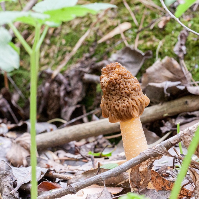 Сморчок верпа