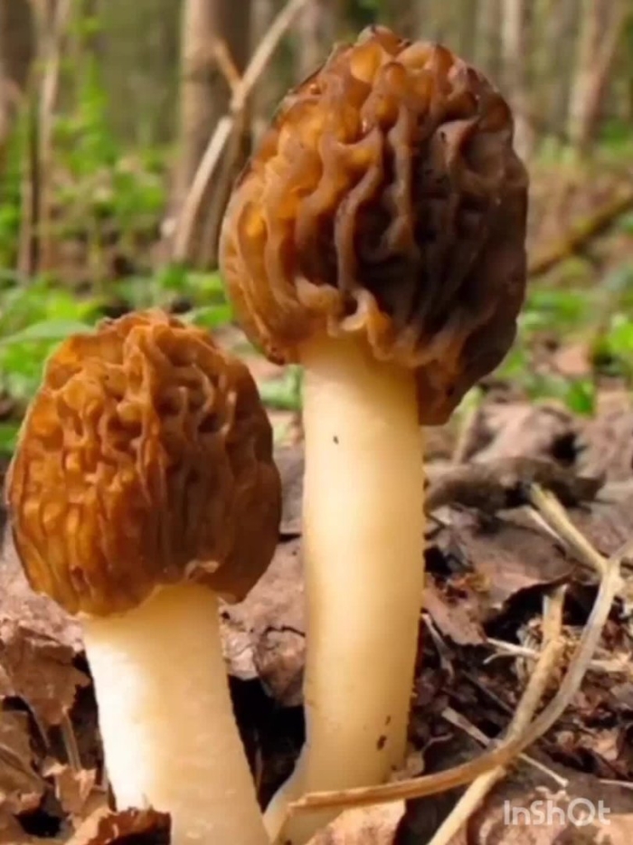 Майские грибы сморчки