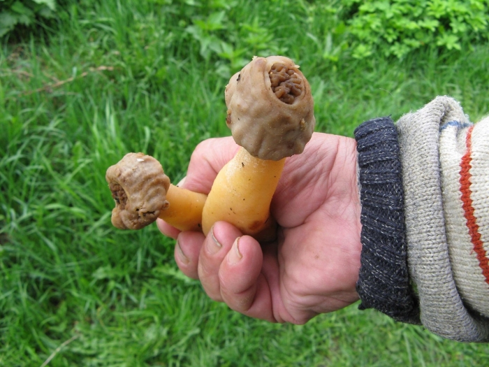 Сморчковая шапочка