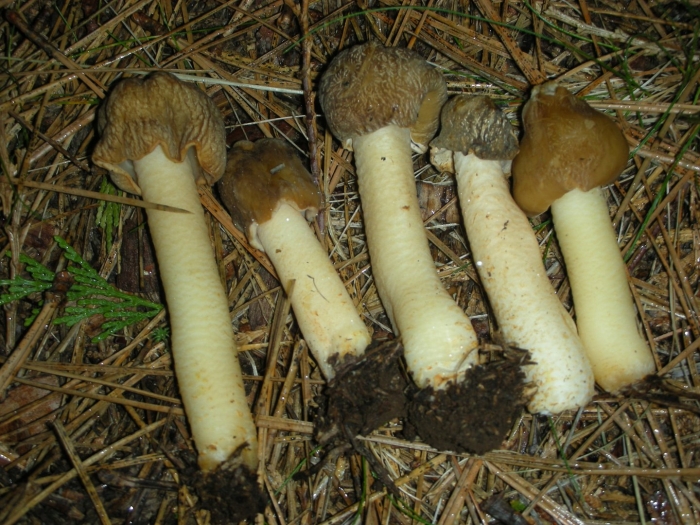 Сморчковая шапочка коническая