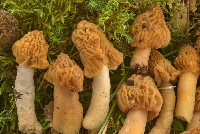 Сморчок обыкновенный конический