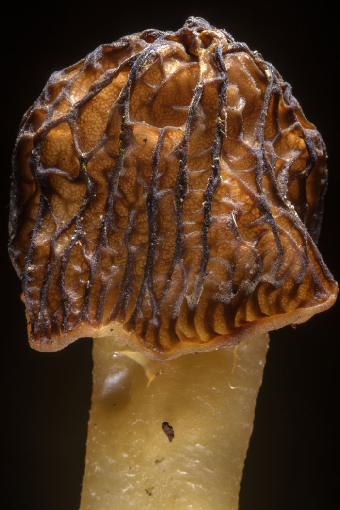 Сморчки и сморчковая шапочка