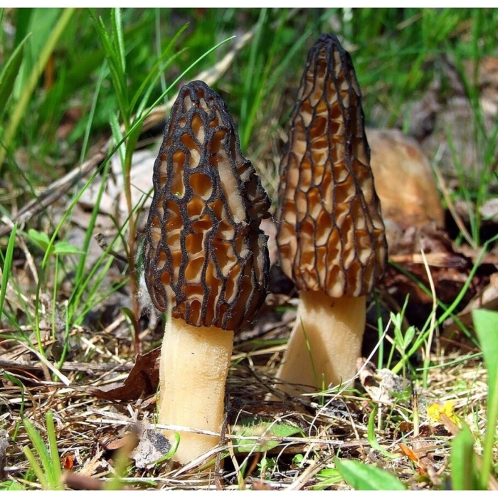 Гриб сморчок обыкновенный