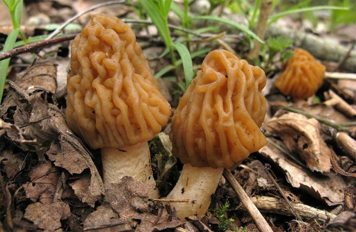 Сморчок съедобный гриб