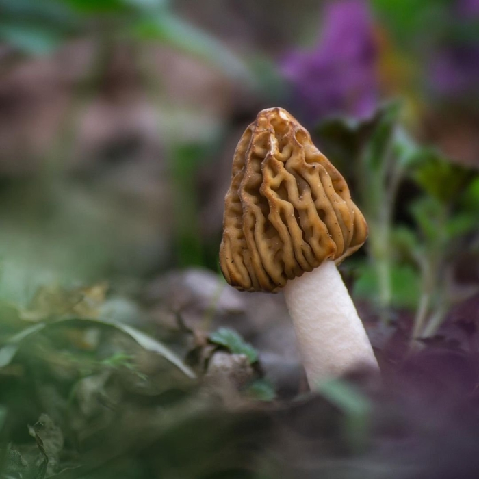 Сморчковая шапочка