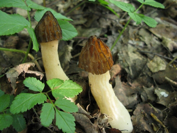 Сморчок и сморчковая шапочка