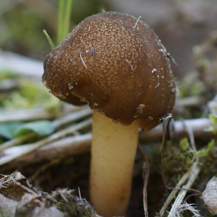 Поплавок жёлто коричневый amanita fulva