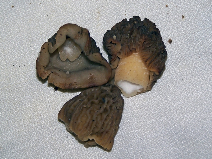 Сморчки и сморчковая шапочка