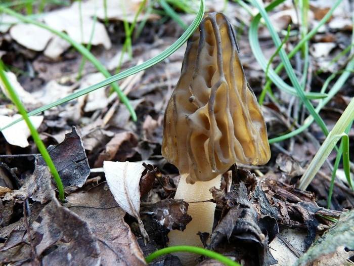 Сморчки и сморчковая шапочка