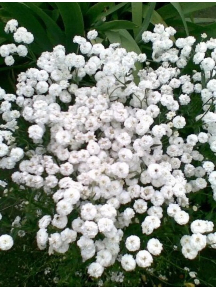 Тысячелистник птармика жемчужина