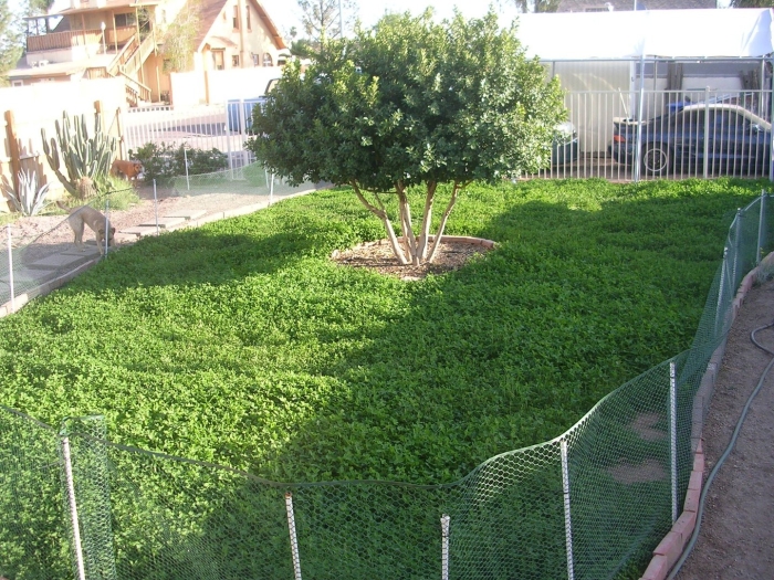 Клеверный газон подстригание