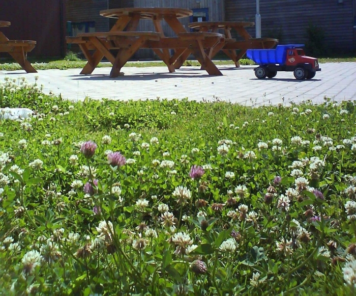 Клевер белый ползучий