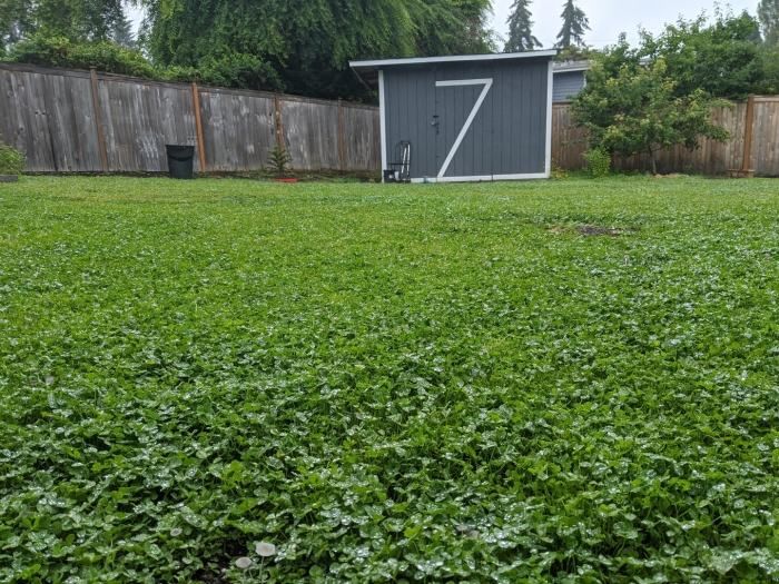 Газон из клевера белого