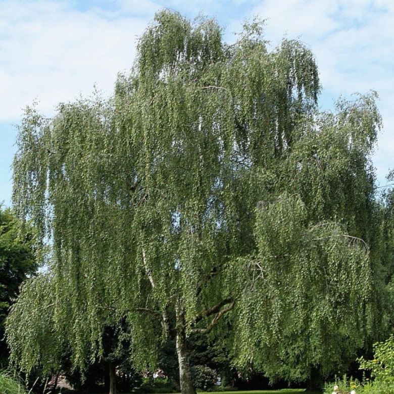 Береза повислая Betula pendula