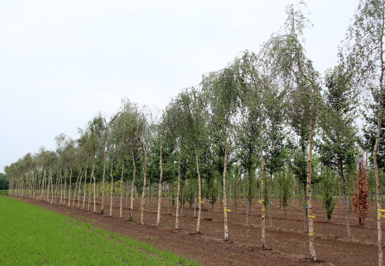 Береза бородавчатая Betula pendula