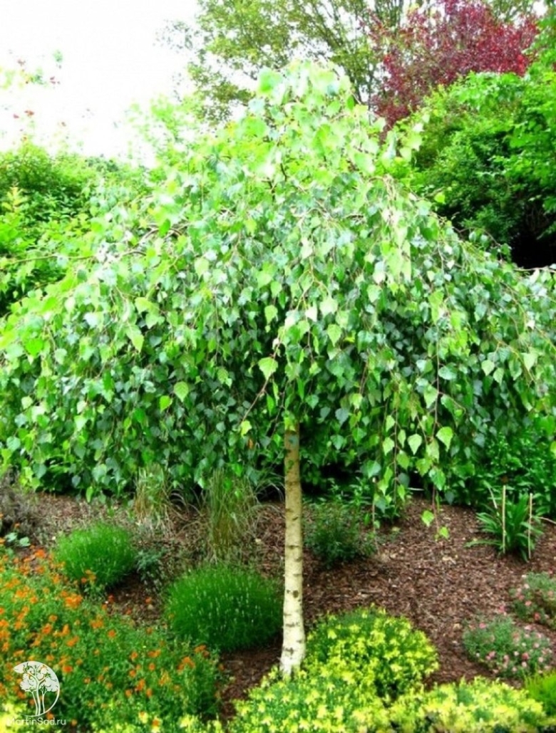 Шелковица плакучая Пендула