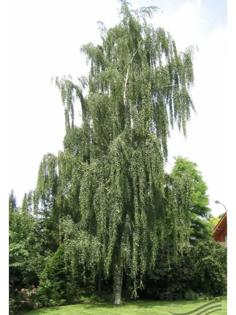 Береза повислая Бетула Пендула