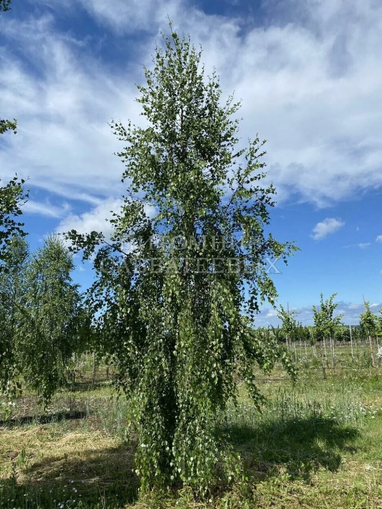 Береза повислая betula pendula “youngii”