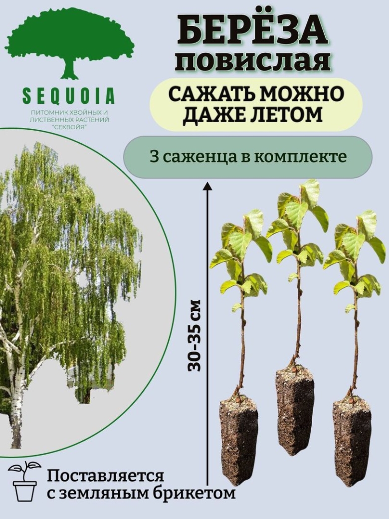 Секвойя саженцы