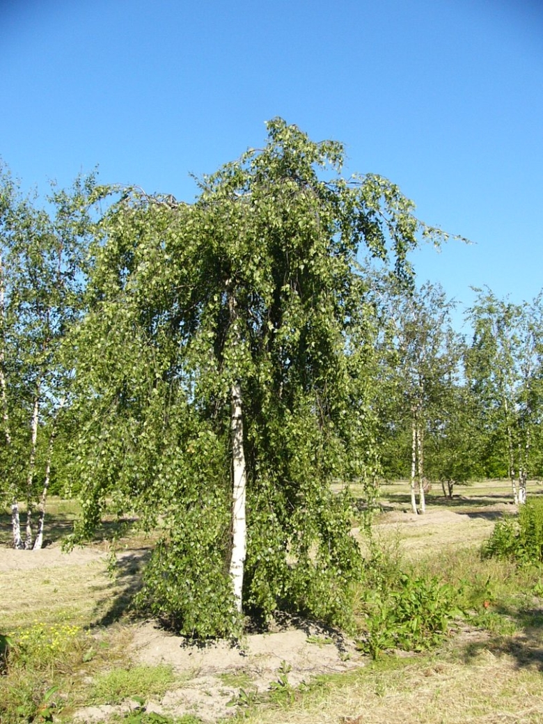 Береза повислая Youngii