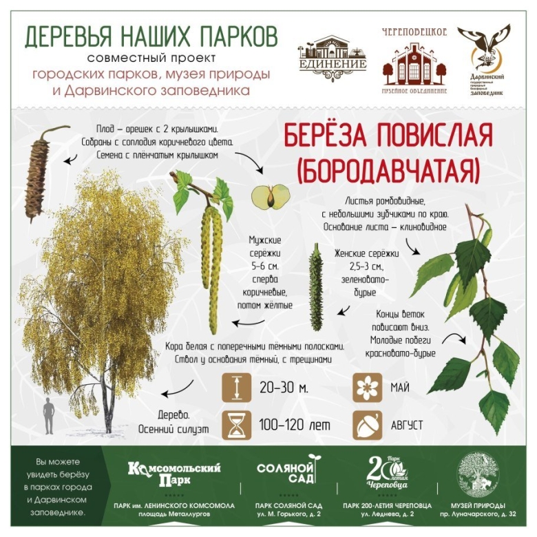 Деревья для парка проект