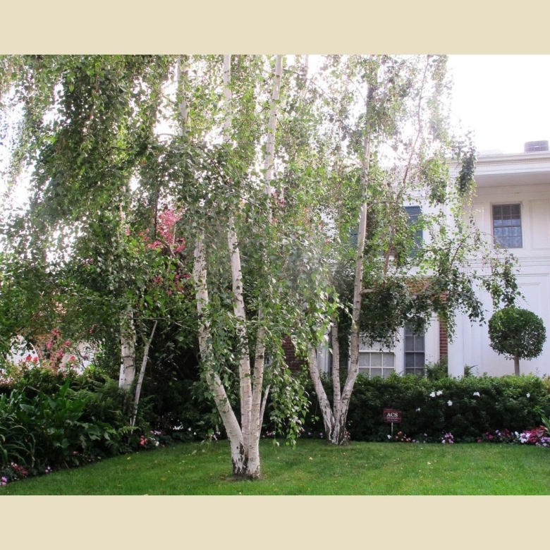 Шелковица плакучая Пендула