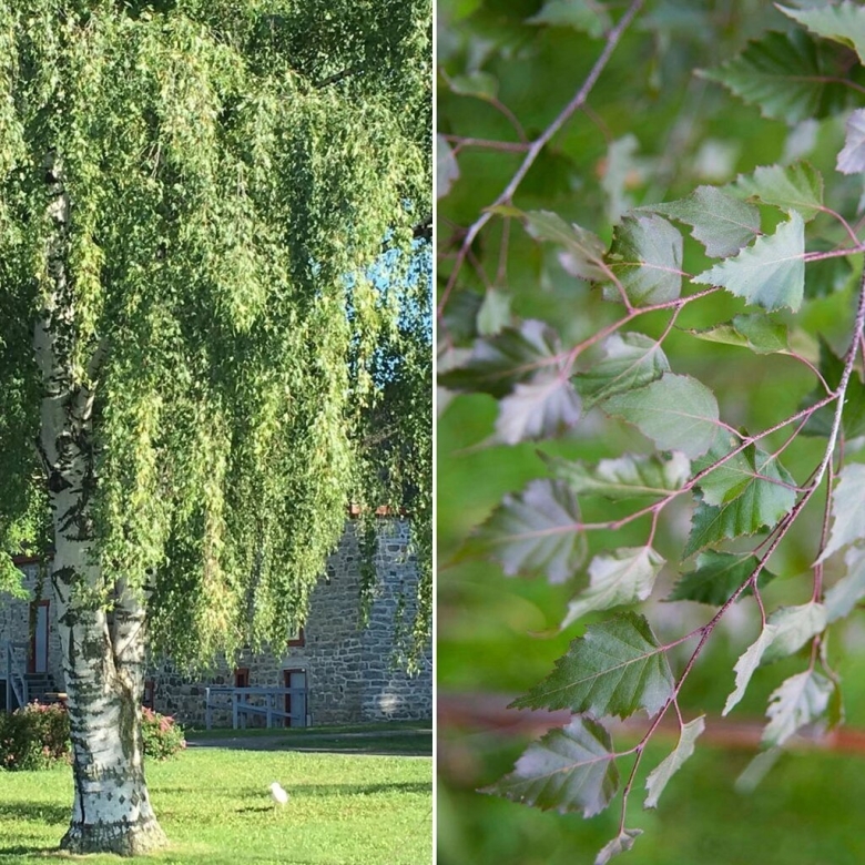 Береза повислая Бетула Пендула