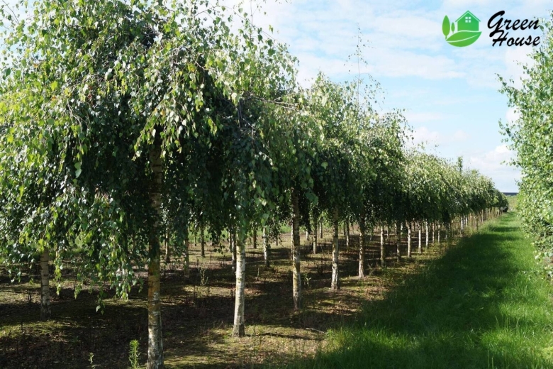 Береза повислая Юнги