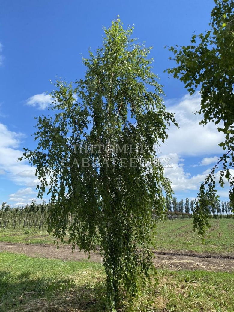 Береза повислая Тристис