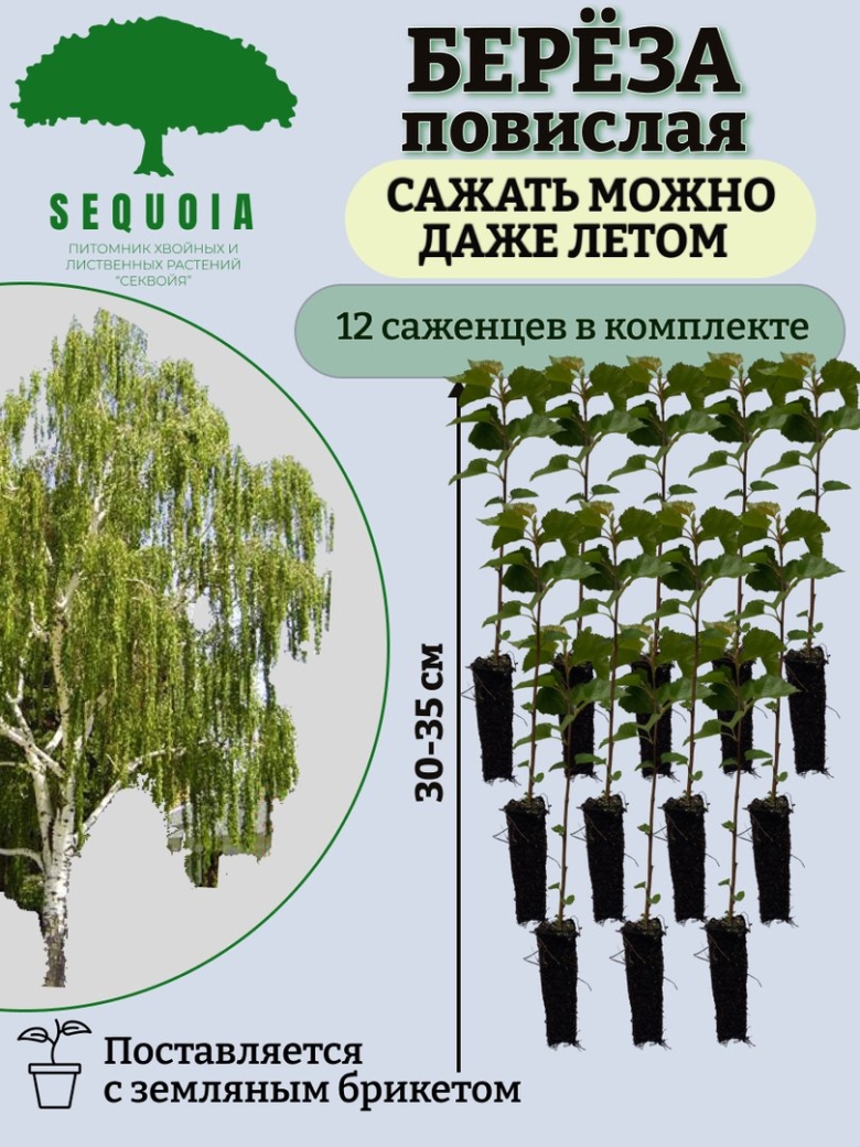 Секвойя саженцы