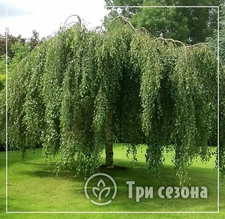 Бетула Пендула береза