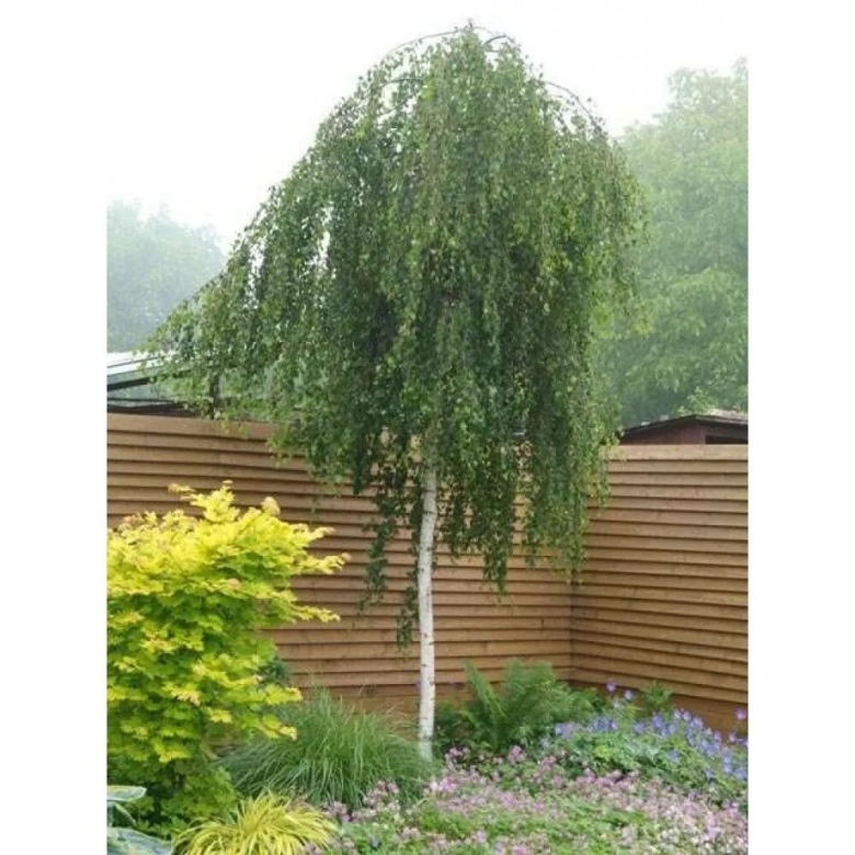 Береза повислая youngii