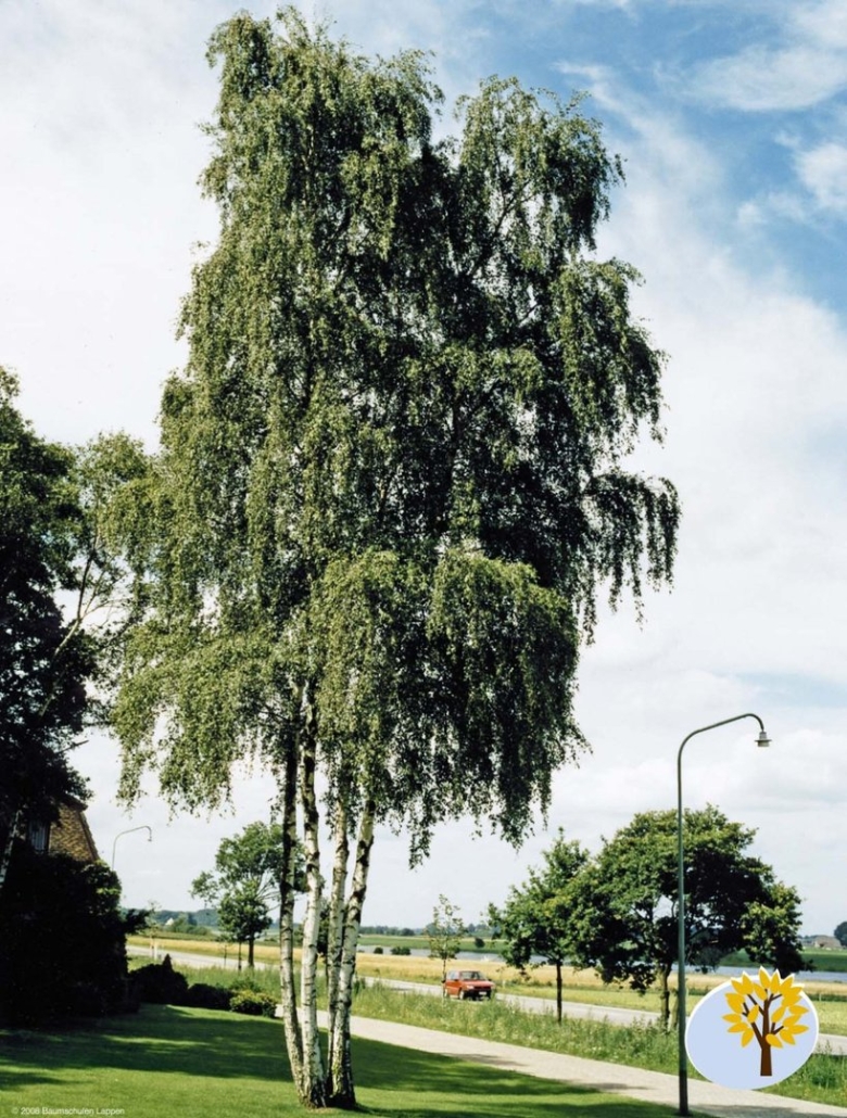 Береза повислая тристис