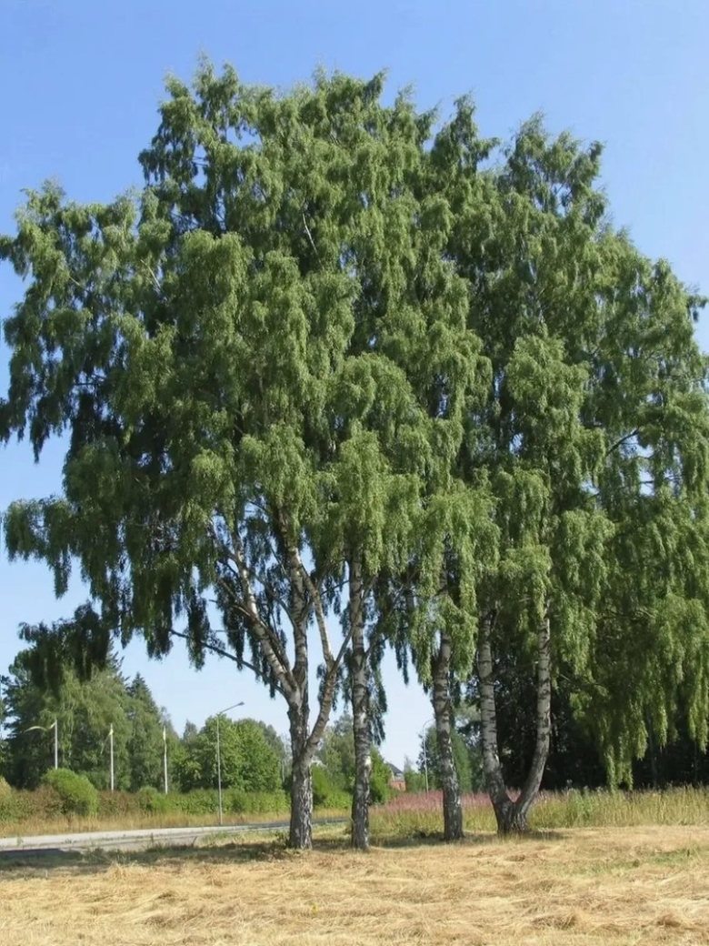 Берёза повислая далекарлийская