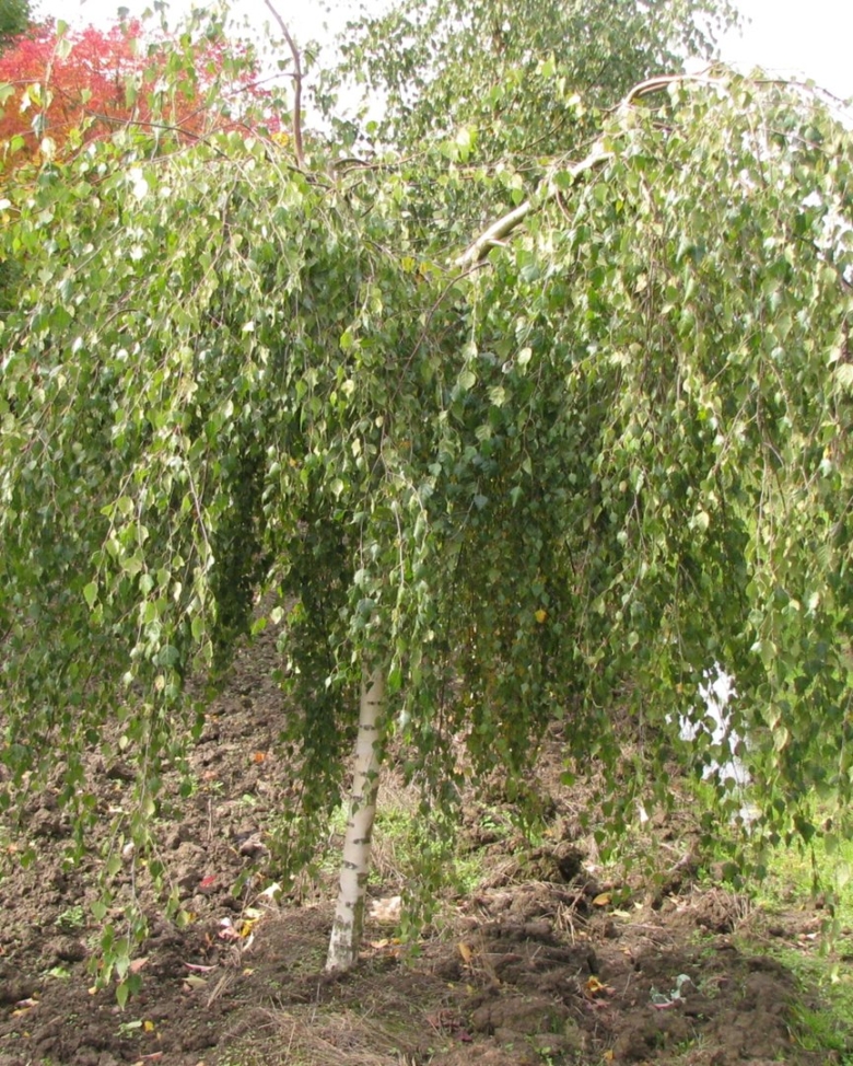 Береза повислая Лонг транк