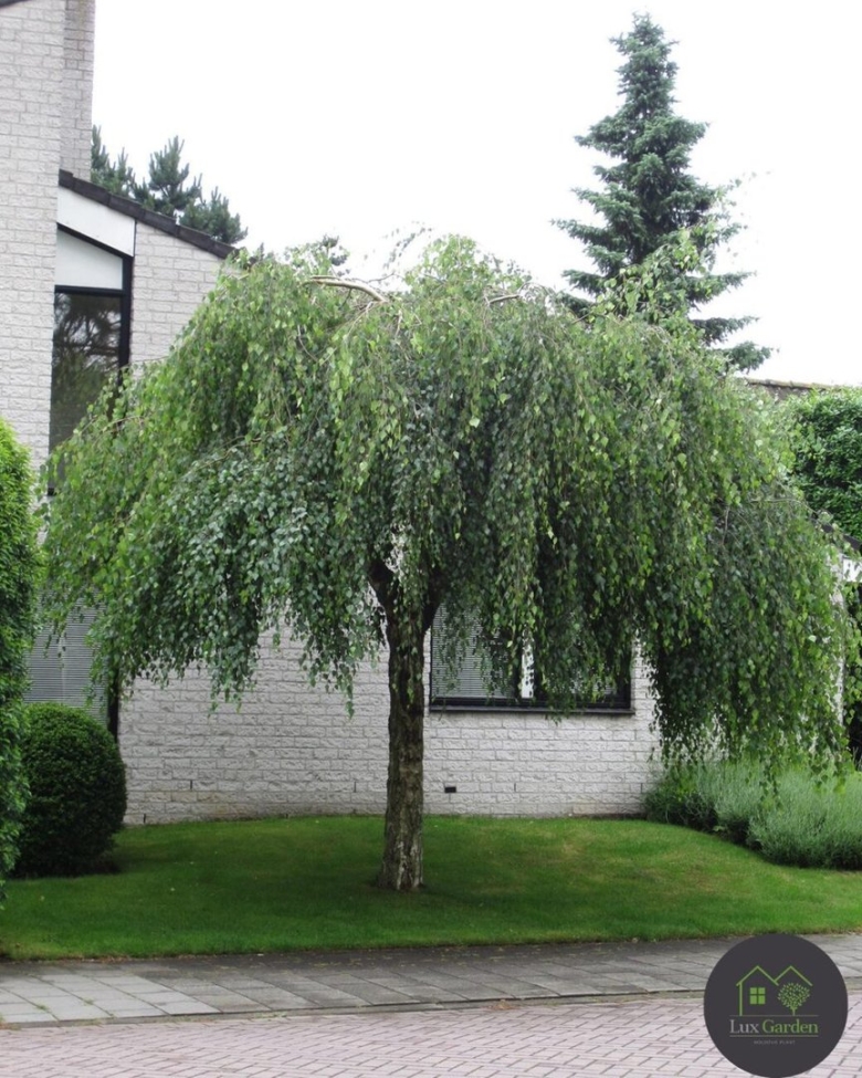 Береза пендула юнги