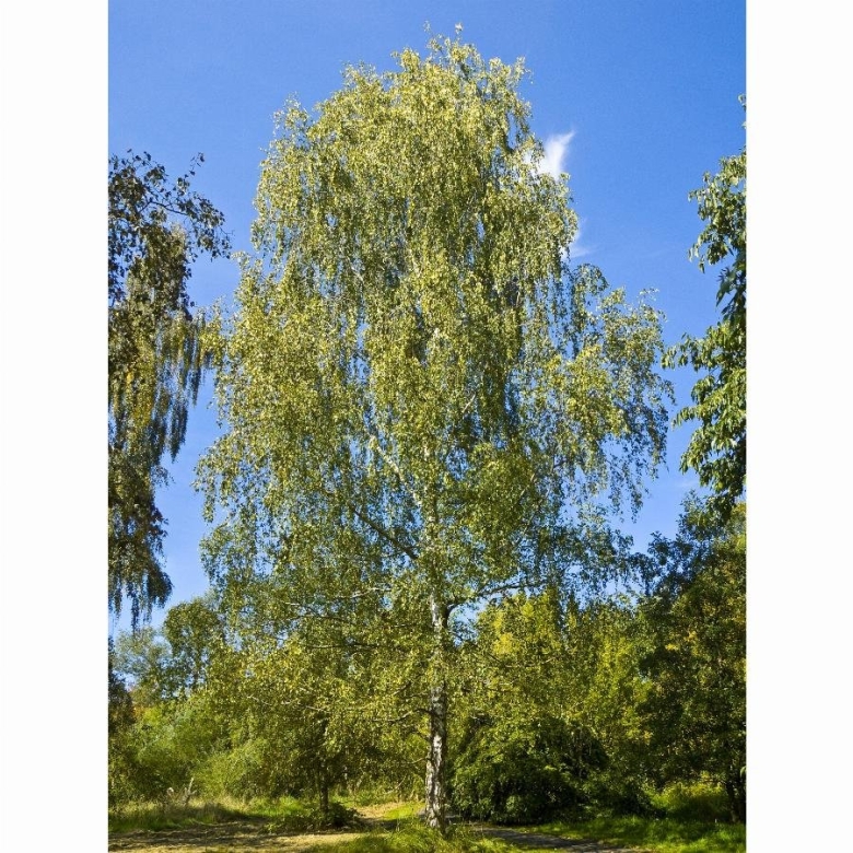 Во поле береза стояла