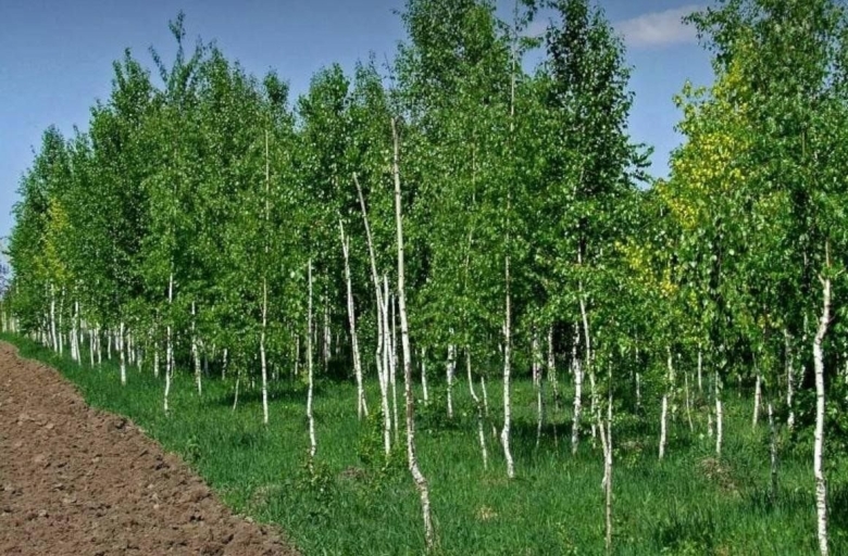 Сеянцы березы бородавчатой