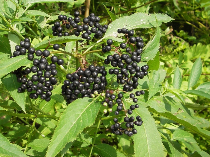 Травянистая бузина (sambucus ebulus)