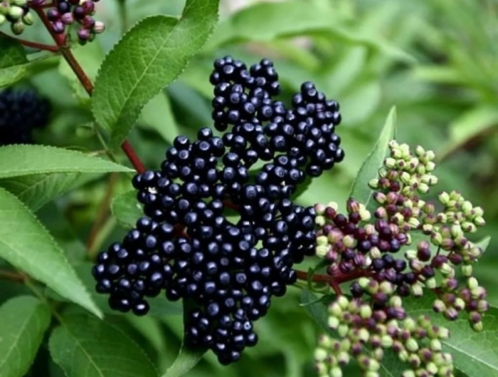 Бузина черная лациниата