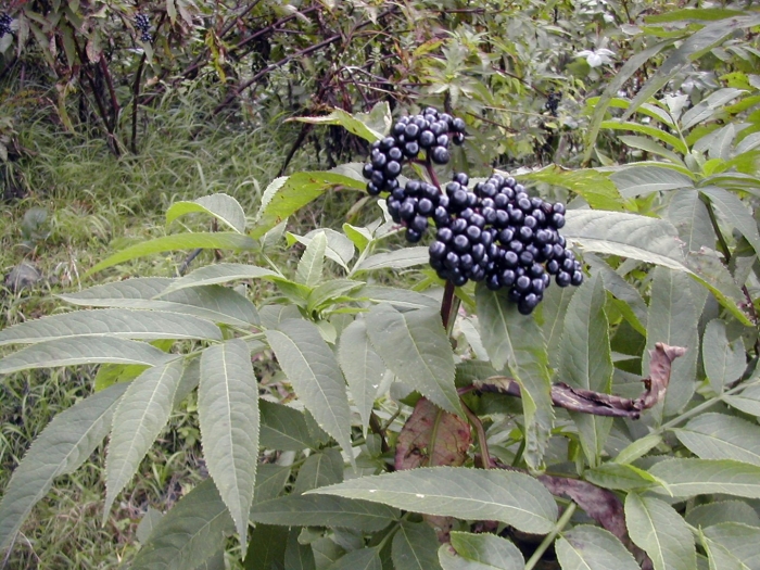 Бузина черная (sambucus nigra)